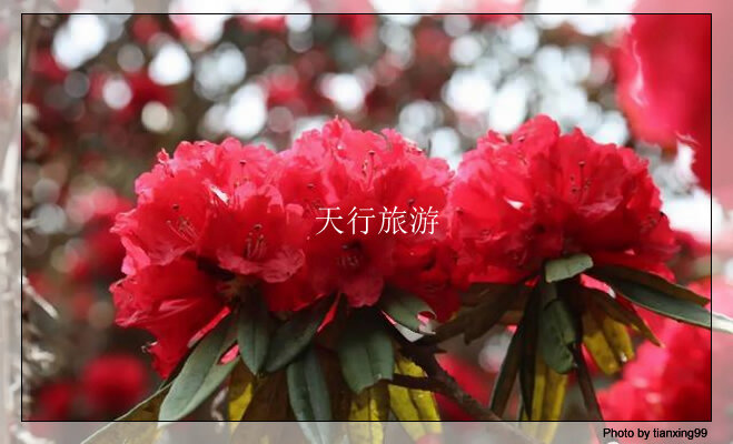 云南包車游攻略，內(nèi)含多條詳細(xì)路線推薦其三