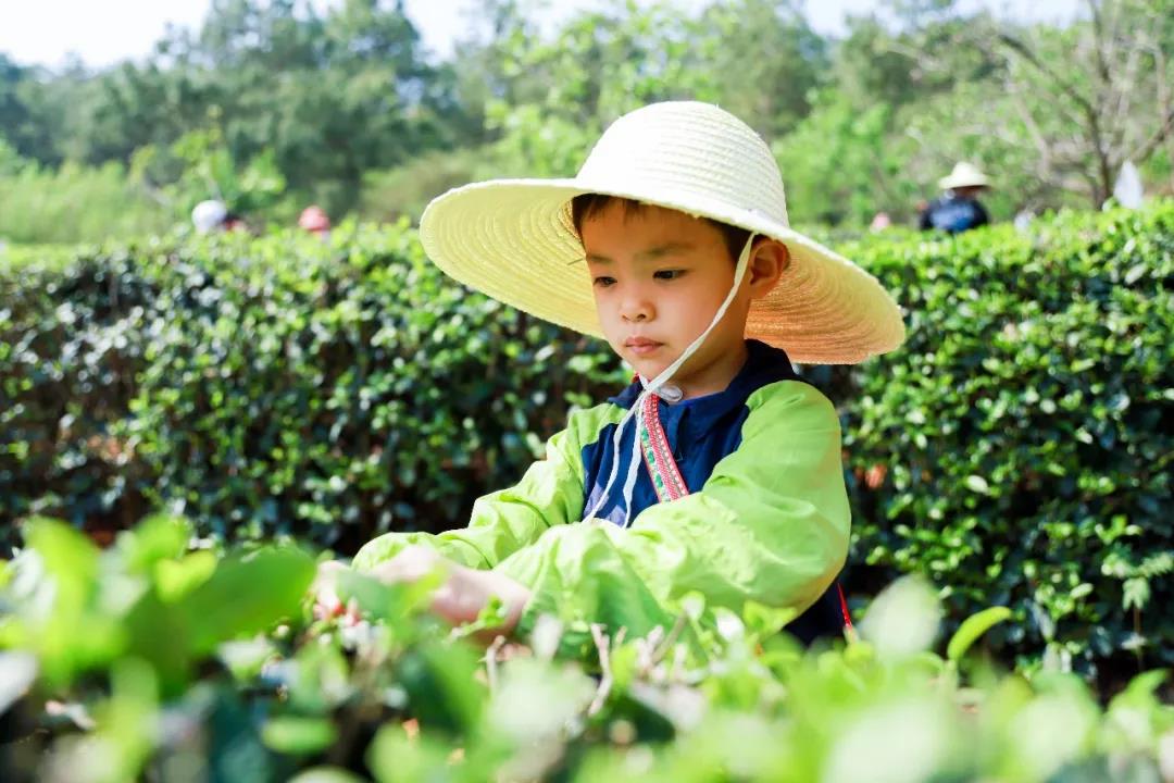 五一假期有安排了嗎？快來體驗(yàn)采茶制茶品茶樂趣
