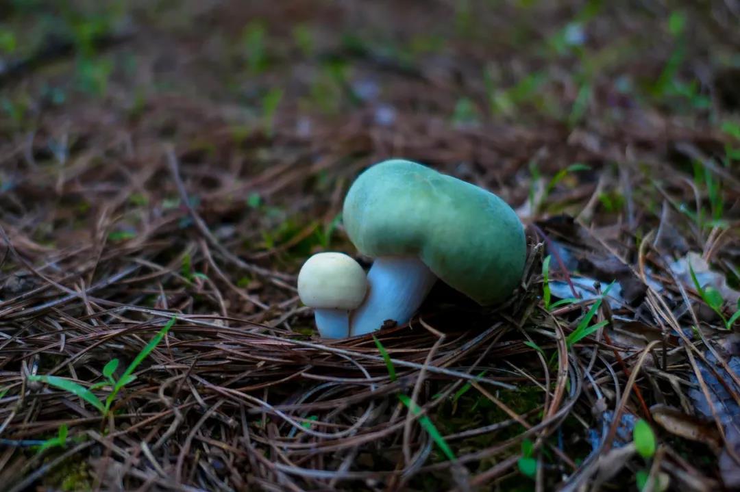 野生菌的N種吃法，沒有一朵jier能逃出云南人的餐桌