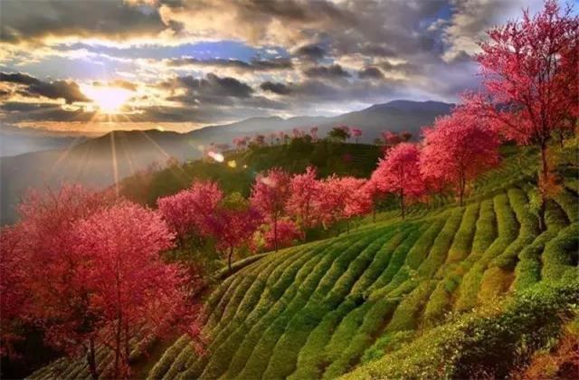 云南旅拍地推薦：云南無(wú)量山櫻花谷，春天到達(dá)最早的地方