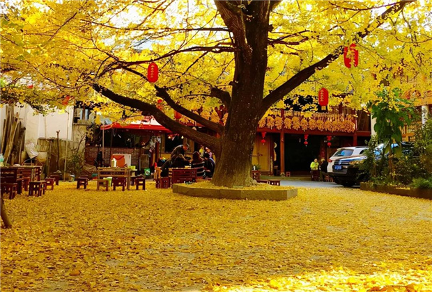 云南傳媒公司：騰沖銀杏村：許你一個金色的童話世界?。? /></a>
                            </div>
                            <div   id=