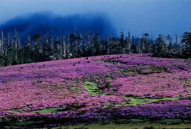 云南露營場地：香格里拉花開成海！錯過要等一年！