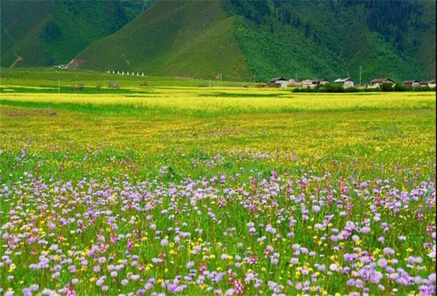 云南傳媒公司：納帕海大草原——一半是湖泊，一半是草原