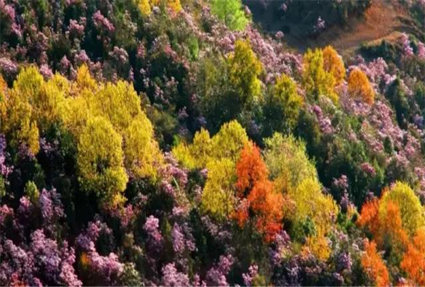 云南傳媒公司：轎子雪山即將迎來最盛花期，滿山杜鵑美哭了