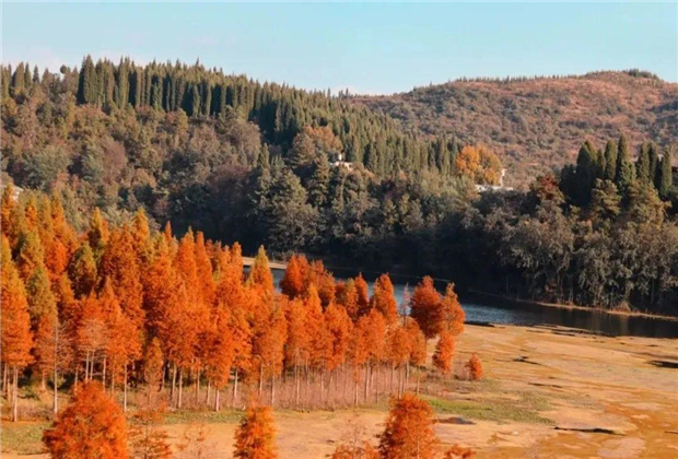 云南傳媒公司：水杉紅了，冬天的昆明美爆了！