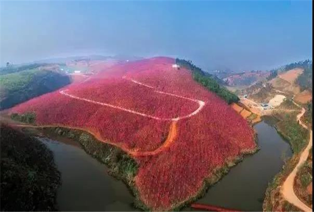 云南傳媒公司：美爆了！3800畝櫻花開了，宜良山后櫻花谷等你來！