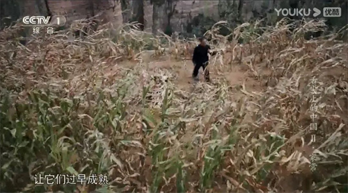 趣說人文歷史｜康乾盛世，“番薯盛世”？