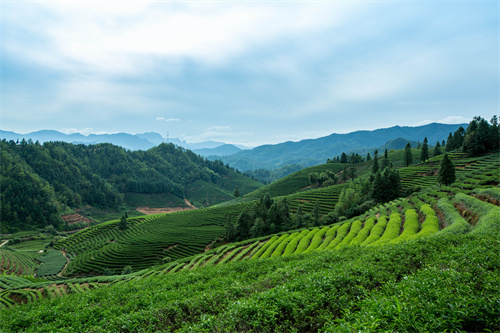 云南旅游 普者黑深藏在云南群山中的人間絕色！美在隨風(fēng)搖曳的萬畝荷花海